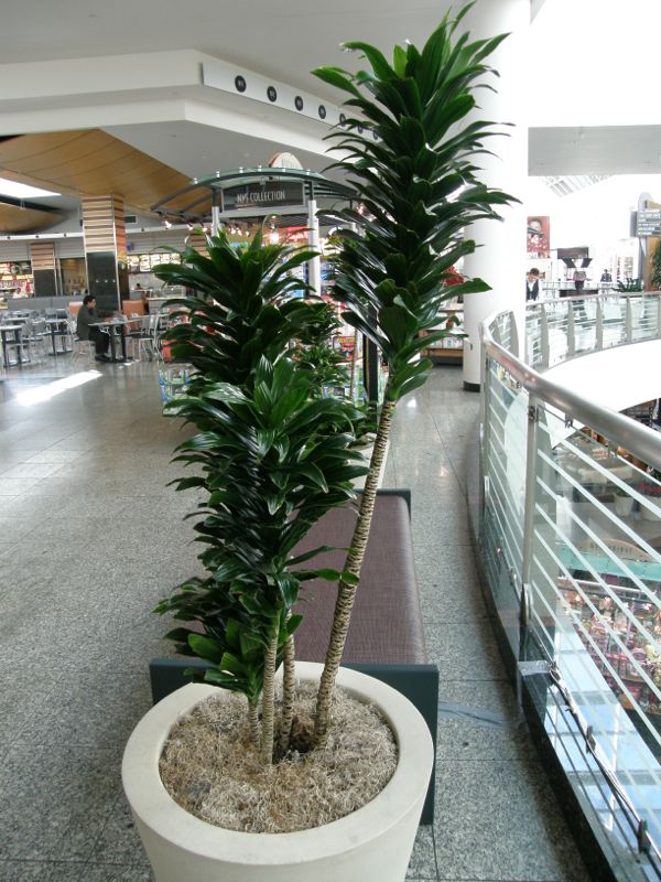 Dracaena compacta in mall.jpg