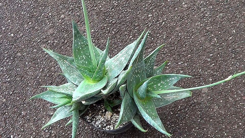 Aloe deltoideodonta plant