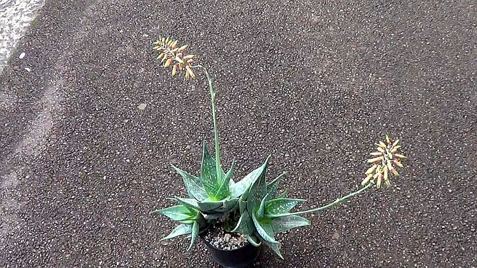 Aloe deltoideodonta plant/flower