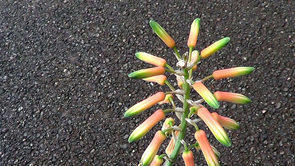 Aloe deltoideodonta flower