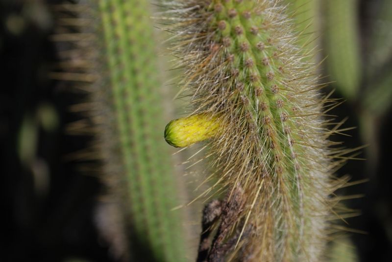 Cleistocactus palhuayensis flower.jpg