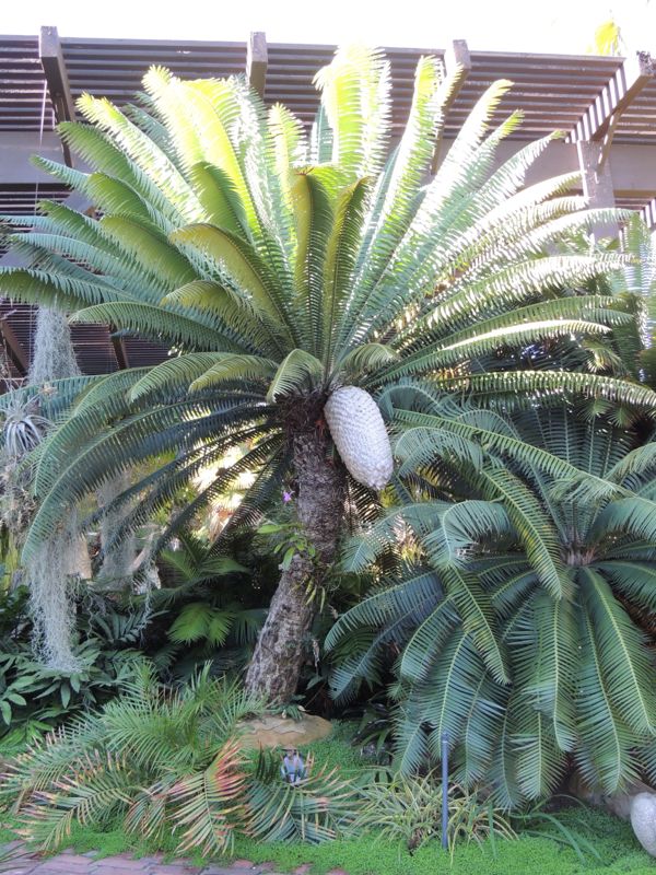 Dioon spinulosum female with cone 2012.jpg