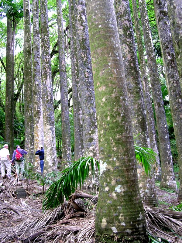 Roystonea oleracea trunks.jpg