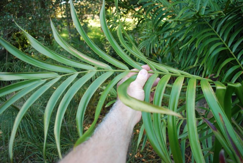 Ceratozamia robusta leaf.jpg