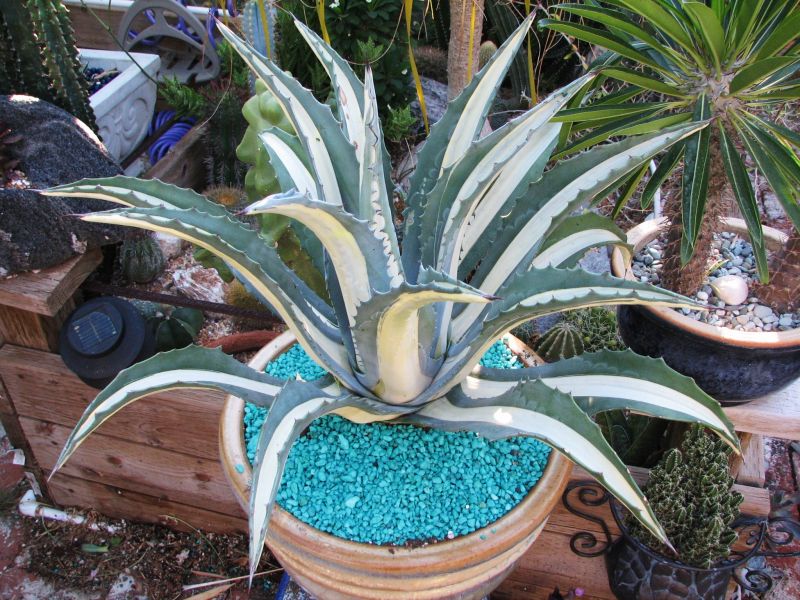 Agave americana mediopicta repotted 9-07.JPG