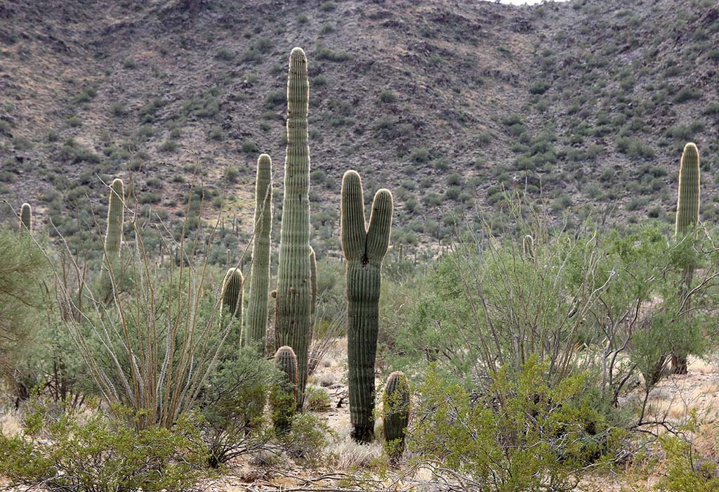 Saguaro split