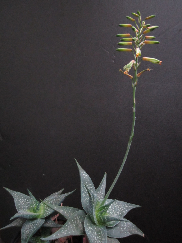 Aloe imalotensis var. longeracemosa 2020 b - 15 - Dec. (1).JPG