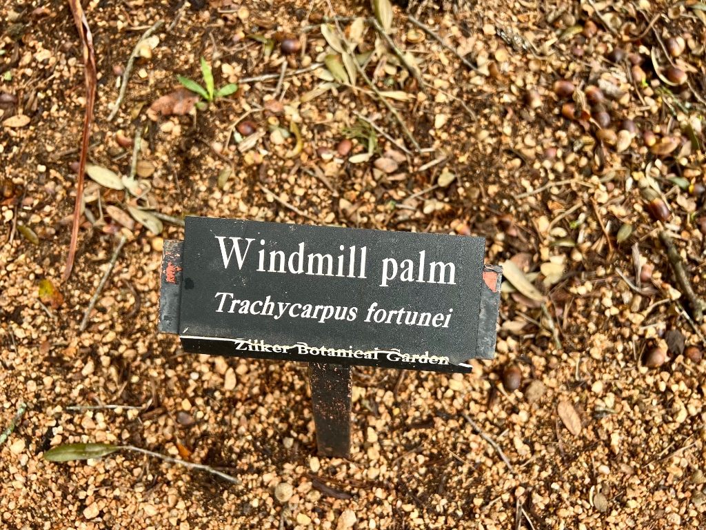 Trachycarpus fortunei sign