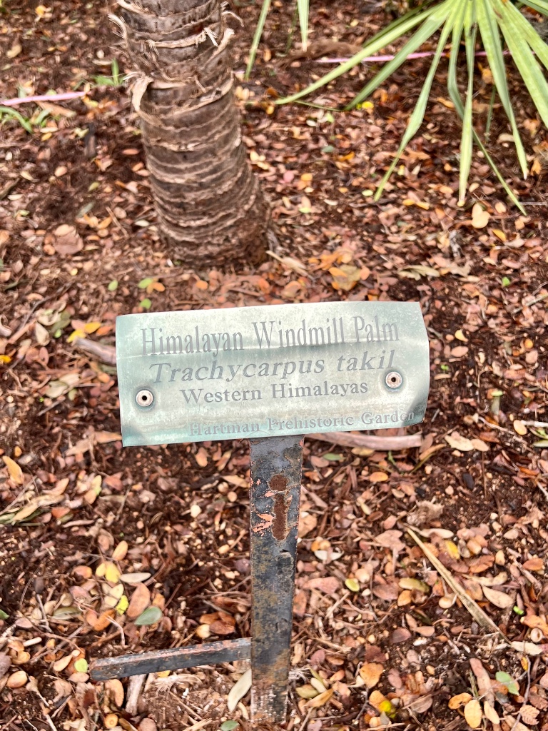 Trachycarpus takil sign