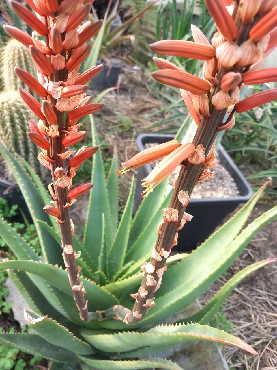 Aloe Noid2.jpg